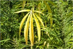 Wundermittel Cannabis: Hanf zerstört Krebs