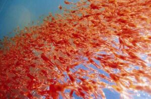 Mehr über den Artikel erfahren Allergiezeit – Krillöl und MSM