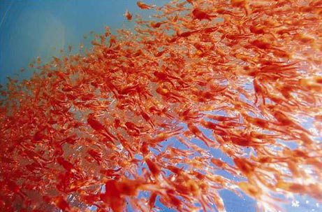 Allergiezeit – Krillöl und MSM