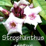 Strophantin