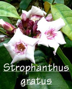 Mehr über den Artikel erfahren Hilfe bei Herzproblemen – Strophanthin