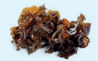 Vitalpilze – Das Heilmittel aus der Traditionellen Chinesischen Medizin