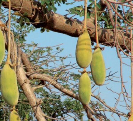DIE HEILSAME FRUCHT DES BAOBAB