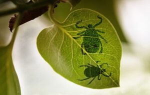 Mehr über den Artikel erfahren Borreliose natürlich heilen – ein Diskurs