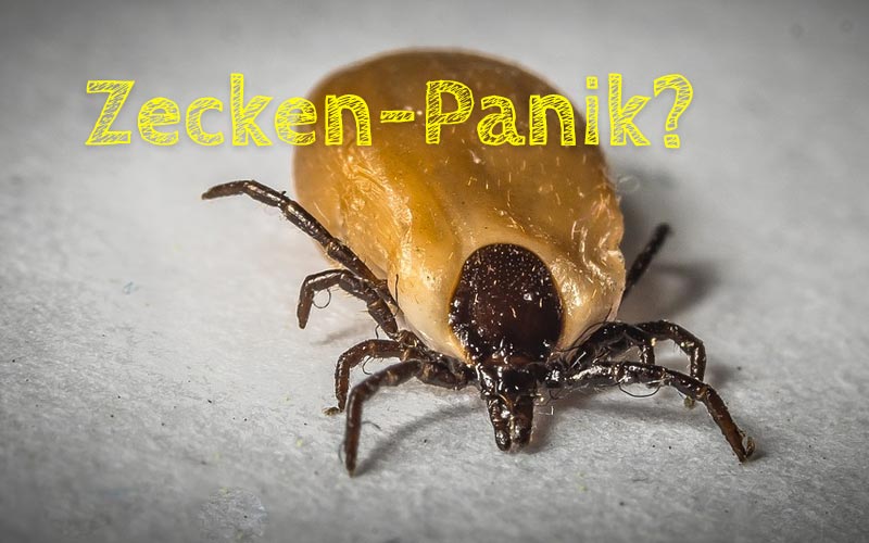 Zecken-Panik? – Über Zeckenschutzmittel und den richtigen Umgang mit Zeckenbissen