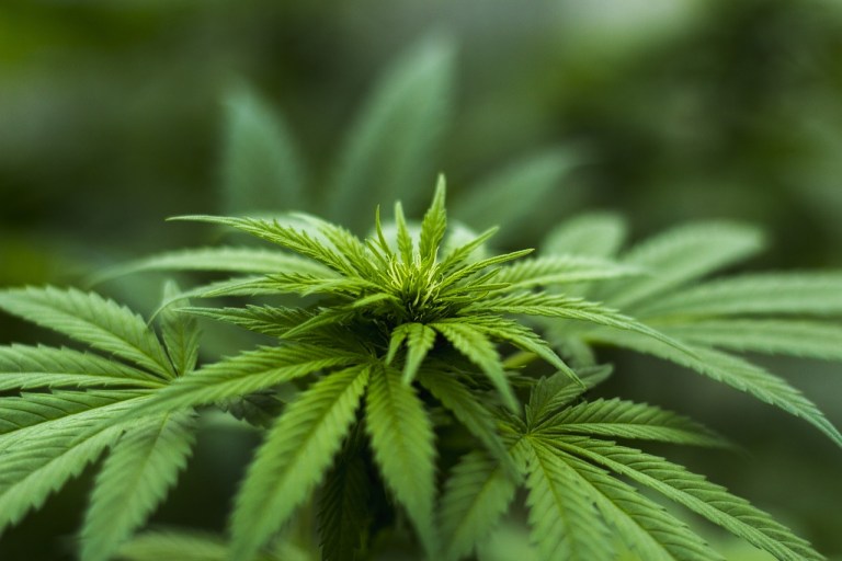 Cannabis-Öl: Die Antwort der Natur auf Krebs (+Videos)
