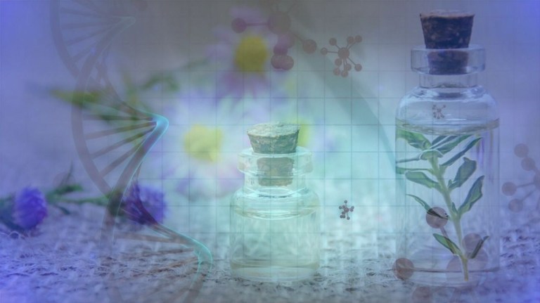 Astragaluswurzel: Zellverjüngendes Tonikum bei Krebs, Allergien & als Anti-Aging-Wunderwaffe?