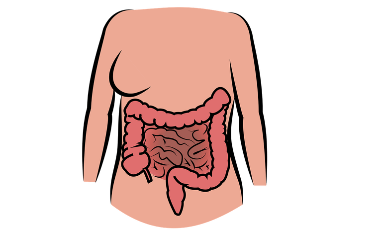 Darmgesundheit – Die 6 Ursachen für eine Darm-Dysbiose