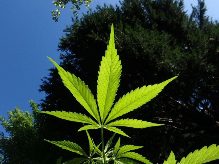 CBD-Öl – Warum es der Pharma-Industrie ein Graus ist