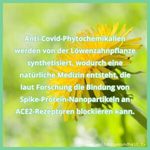 Mehr über den Artikel erfahren Löwenzahnblattextrakt blockiert die Bindung von Spike-Proteinen an den ACE2-Zelloberflächenrezeptor