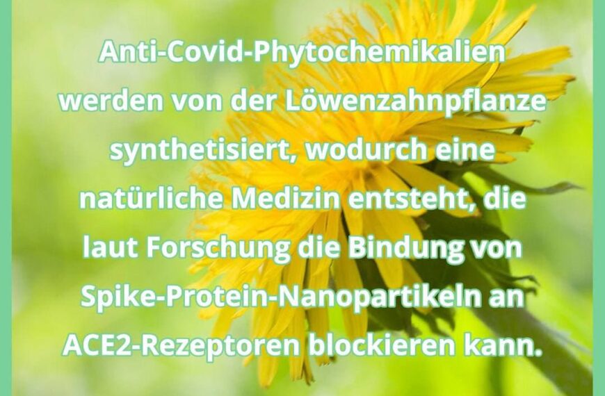Löwenzahnblattextrakt blockiert die Bindung von Spike-Proteinen an den ACE2-Zelloberflächenrezeptor