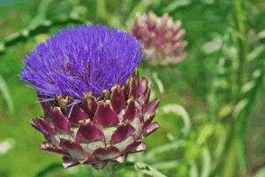 Mehr über den Artikel erfahren 4. Vereinsnewsletter 2023 – Verein Gesundheit, natur & therapie