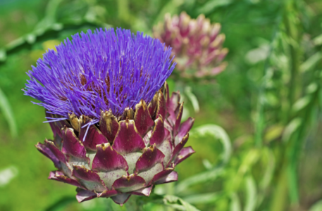 4. Vereinsnewsletter 2023 – Verein Gesundheit, natur & therapie