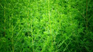 Mehr über den Artikel erfahren 1. Vereinsnewsletter 2024 – Artemisia und mehr …