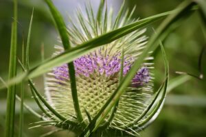 Mehr über den Artikel erfahren Kardenwurzel Wirkung: Wilde Karde bei Borreliose & Gelenkschmerzen