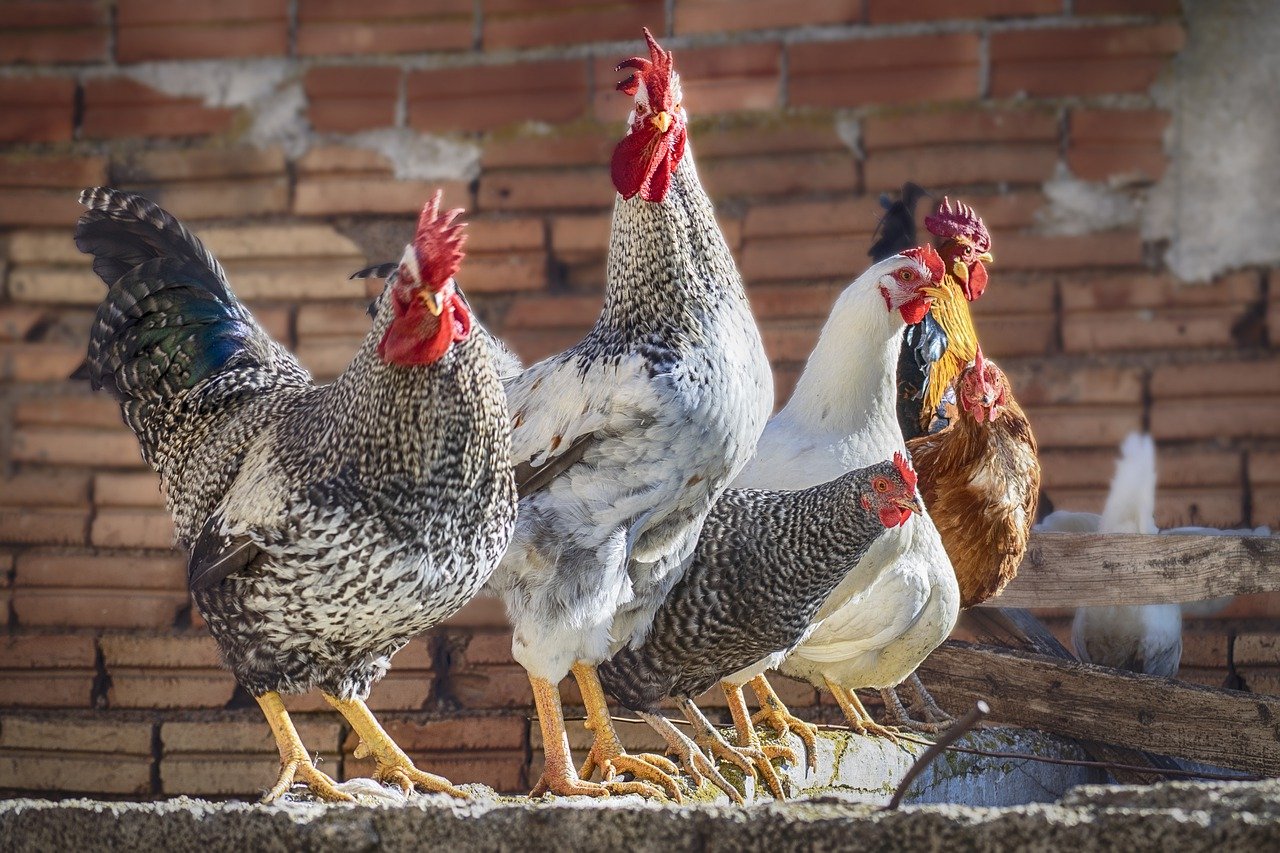 René Gräber: „Vogelgrippe“ & Impfungen – Geht´s jetzt wieder los?