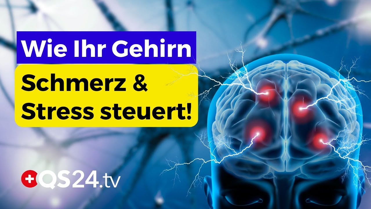 PAG & Grauhirnstamm: Die Schaltzentrale für Schmerz, Stress und Emotionen | Naturmedizin