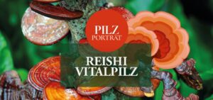 Mehr über den Artikel erfahren König der Heilpilze