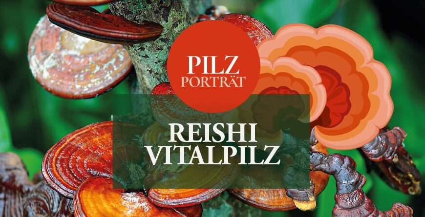 König der Heilpilze