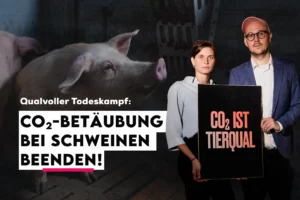 Mehr über den Artikel erfahren PETITION: Beenden Sie die CO₂-Betäubung bei Schweinen