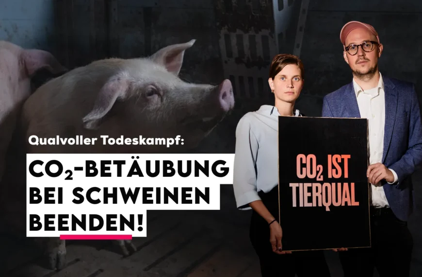 PETITION: Beenden Sie die CO₂-Betäubung bei Schweinen