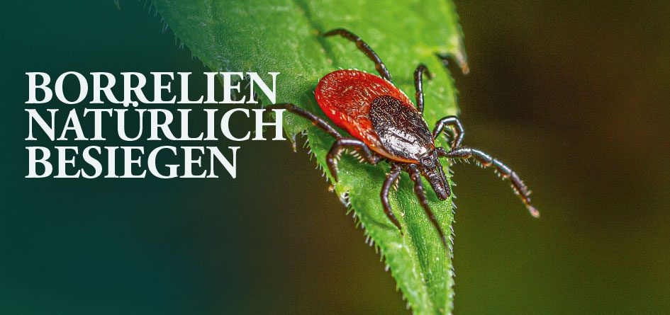 Borrelien natürlich besiegen